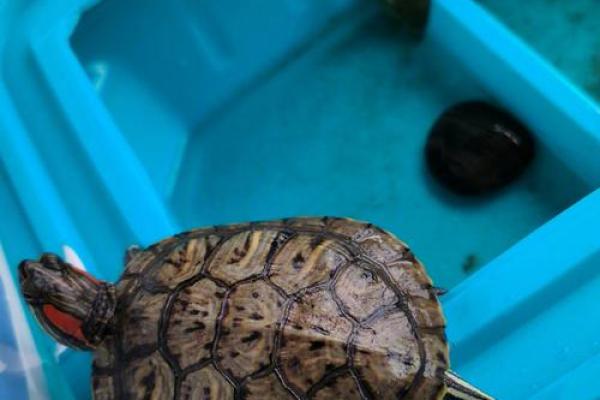 熟门熟路是什么生肖(熟门熟路指的是)