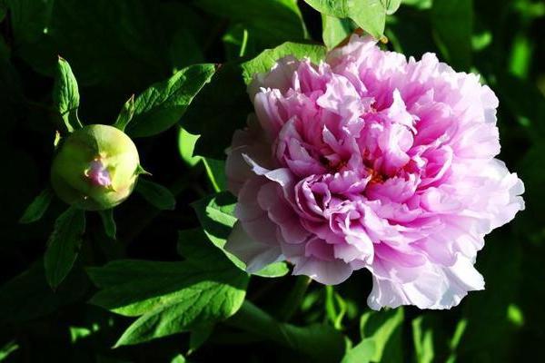 形影不离打一生肖(形影不离打一生肖最佳回答)