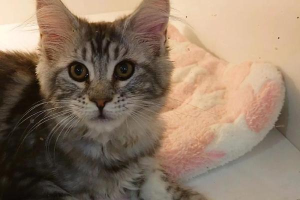 花不棱登是什么生肖(花不楞登)