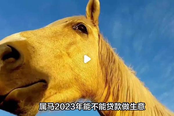 属马2023年开业吉日(2021年属马开业大吉日) 属马2023年开业吉日(2021年属马开业大吉日)