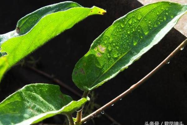 臭名远扬是什么生肖(臭名远扬是什么生肖呢) 臭名远扬是什么生肖(臭名远扬是什么生肖呢)