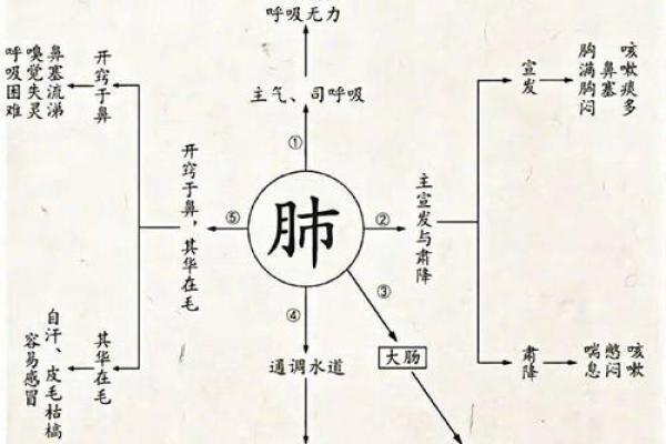 如见肺肝打一生肖(如见肺肝打一动物) 如见肺肝打一生肖(如见肺肝打一动物)