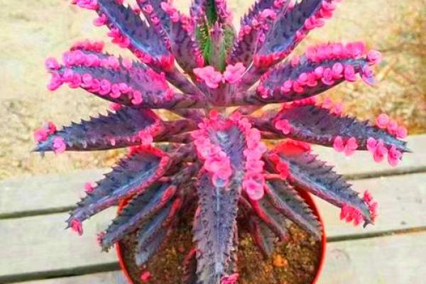 落地生根是什么生肖(落地生根是什么生肖动物)