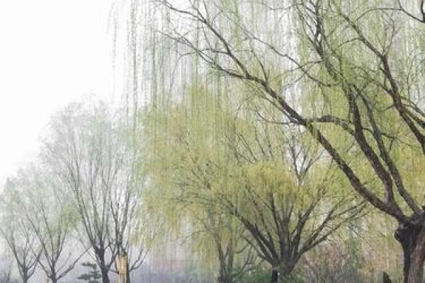 斜风细雨是什么生肖(斜风细雨是什么生肖动物) 斜风细雨是什么生肖(斜风细雨是什么生肖动物)