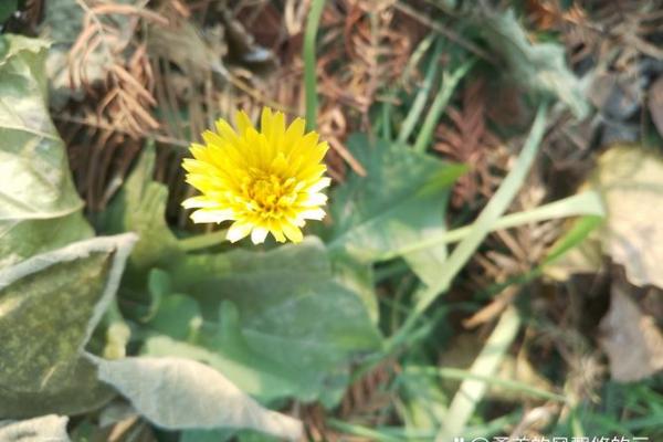 春风细雨是什么生肖(春风细雨整首诗怎么写)