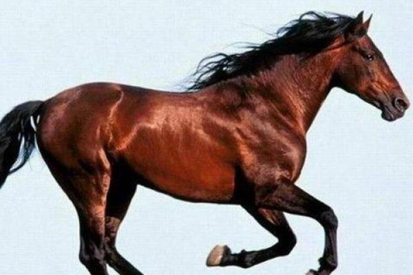 02年属马的2024年运势和财运怎么样_02年属马2021年运势及运程每月运程 02年属马的2024年运势和财运怎么样_02年属马2021年运势及运程每月运程