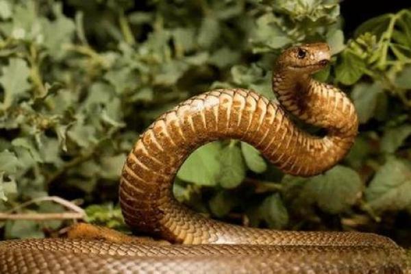 动土挖到蛇好不好