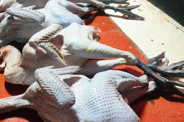 动土杀鸡 动土杀鸡