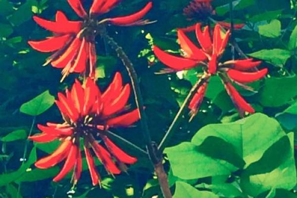 红花柳绿四季春是什么生肖(红花柳绿四季春是什么生肖的动物) 红花柳绿四季春是什么生肖(红花柳绿四季春是什么生肖的动物)