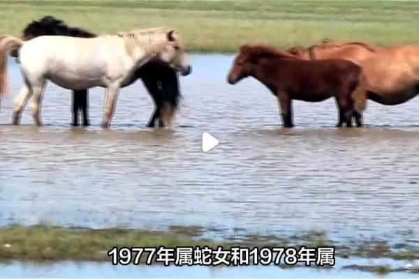 1978年1月属蛇还是属马_1978年1月属蛇命苦吗