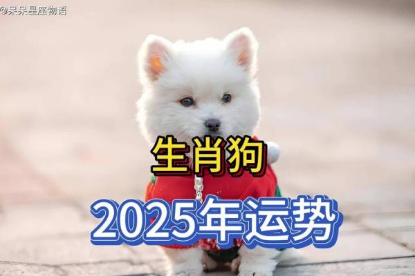 属狗人2025年多大_2025年属狗人的全年运势 属狗人2025年多大_2025年属狗人的全年运势