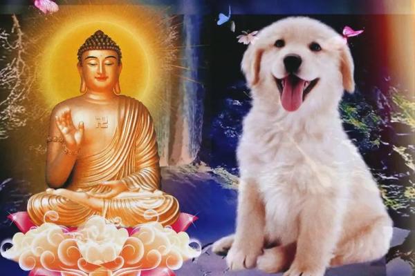 1970年属狗今年运势_70年女狗晚年靠谁养老 1970年属狗今年运势_70年女狗晚年靠谁养老