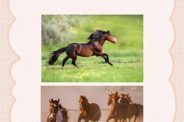 1966年属马人2025年运势 1966年属马人2025年运势详解运程走向与关键建议 1966年属马人2025年运势 1966年属马人2025年运势详解运程走向与关键建议