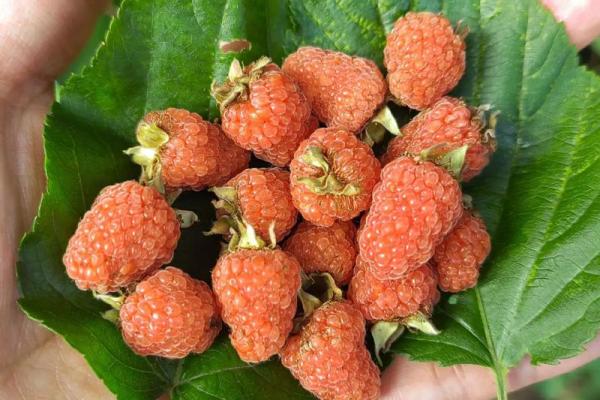 漫山遍野是什么生肖(漫山遍野是什么生肖地动山摇的动物)