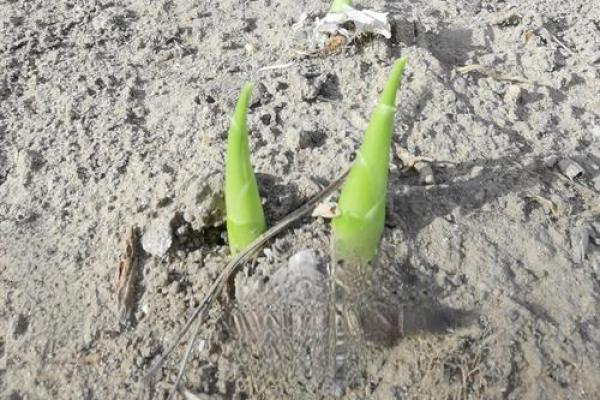 动土 破土 动土 破土