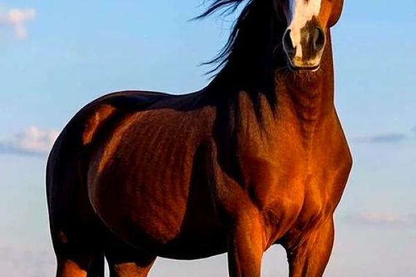 2025年谁心疼属马人_属马人的终身贵人 2025年谁心疼属马人_属马人的终身贵人