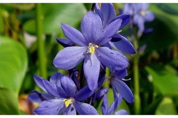 福德宫天喜揭秘命理中的幸福与机遇 福德宫天喜揭秘命理中的幸福与机遇