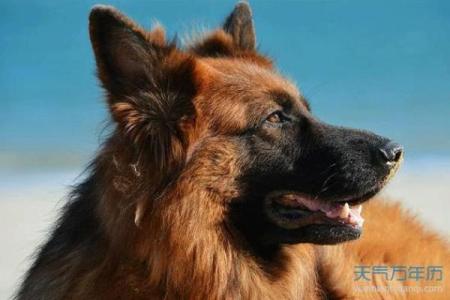 1982年狗五行属什么命_1982年狗五行属什么命缺什么