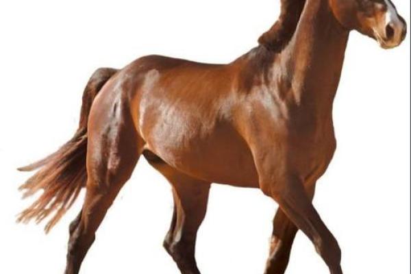 2025年属马人1966年的马运势_2025年属马人运程