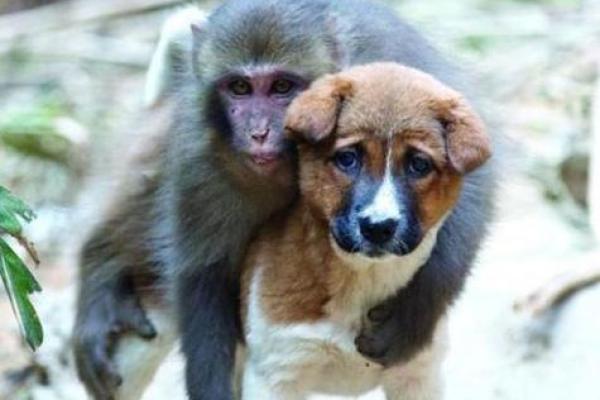 属猴跟属猴的姻缘怎么样_属猴与属猴的姻缘解析缘分深浅与相处之道 属猴跟属猴的姻缘怎么样_属猴与属猴的姻缘解析缘分深浅与相处之道