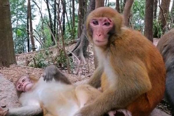 属猴跟属猴的姻缘怎么样_属猴与属猴的姻缘解析缘分深浅与相处之道 属猴跟属猴的姻缘怎么样_属猴与属猴的姻缘解析缘分深浅与相处之道