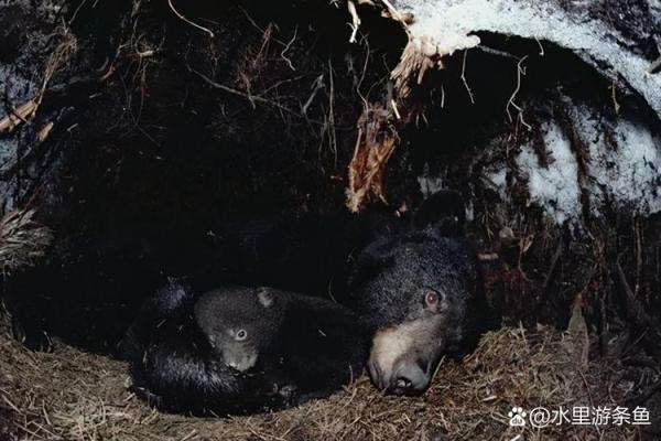九死一生打一正确生肖(九死一生打一正确生肖和数学)