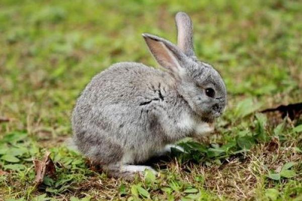 87年属兔38岁有一灾_87年属兔38岁必看如何化解命中一灾