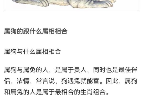 属狗的最佳婚配属相揭秘最合拍的生肖配对 属狗的最佳婚配属相揭秘最合拍的生肖配对