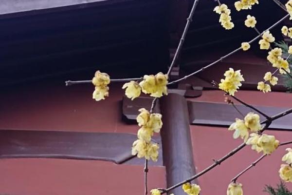 暗香浮动打一生肖