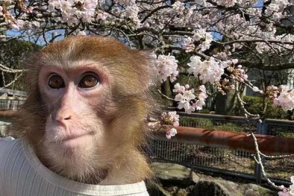 暗香浮动打一生肖