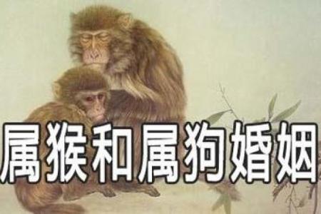 属狗的最佳婚配属相揭秘最合拍的生肖配对