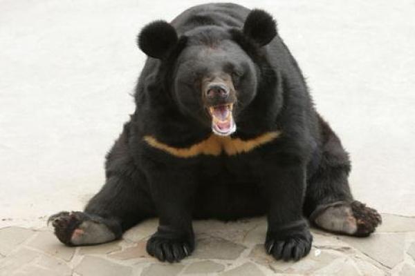 功一美二是什么生肖(公作美解一肖动物) 功一美二是什么生肖(公作美解一肖动物)