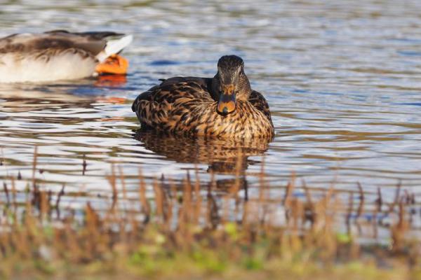 功一美二是什么生肖(公作美解一肖动物) 功一美二是什么生肖(公作美解一肖动物)