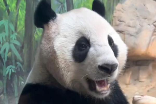 眉飞色舞打一动物