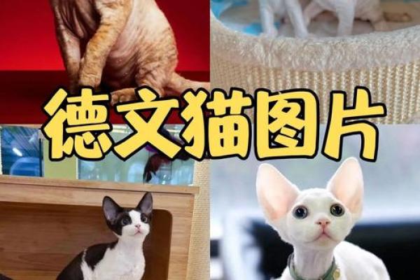 独树一帜的动物是什么生肖(独树一帜的意思代表什么生肖)