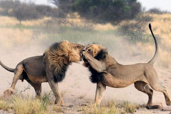 两雄相争指什么生肖(两雄相争指啥生肖) 两雄相争指什么生肖(两雄相争指啥生肖)