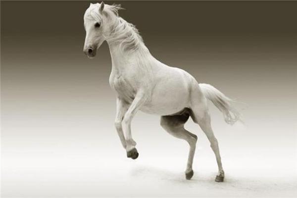 扬眉吐气一马归是什么生肖(扬眉吐气指什么生肖)