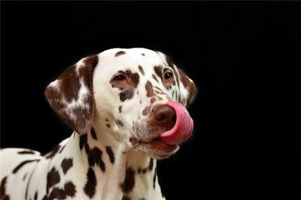 梦见狗是什么意思 梦见狗是什么意思