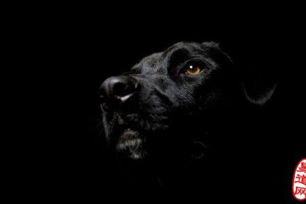 梦见黑狗 梦见黑狗