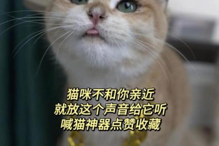梦见猫是什么意思