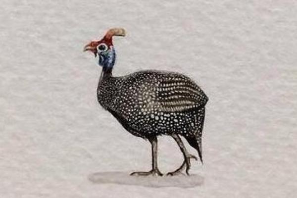 红光满面打一正确生肖(红光满面打一正确生肖动物) 红光满面打一正确生肖(红光满面打一正确生肖动物)