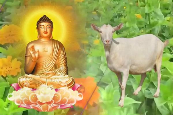 91年男属羊的和什么属相最配 1991属羊一生三大劫难 91年男属羊的和什么属相最配 1991属羊一生三大劫难