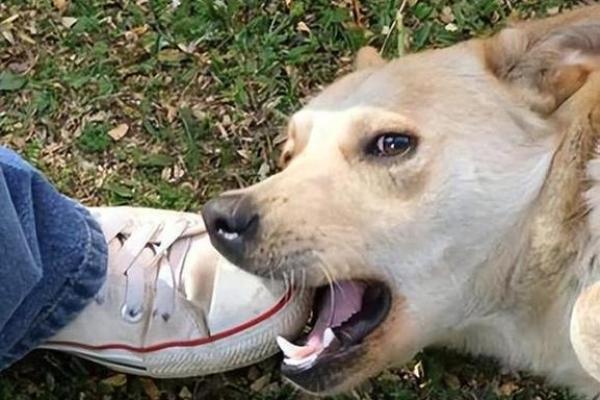 女人梦见狗追咬是吉兆 女人梦见狗追咬是吉兆