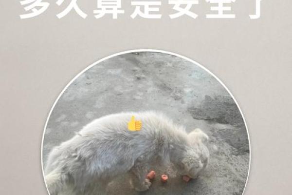 做梦梦到狗咬自己是什么预兆