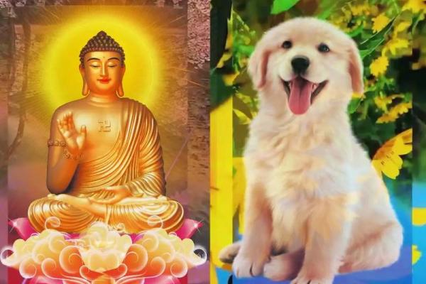 82年属狗人2025年全年运势_82年属狗人2025年全年运势及运程详解属狗国学梦 82年属狗人2025年全年运势_82年属狗人2025年全年运势及运程详解属狗国学梦