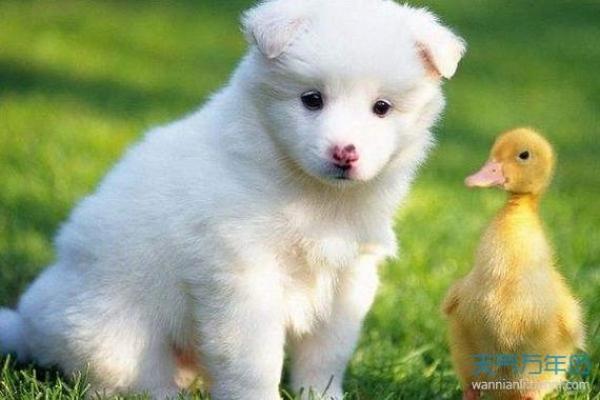 梦见狗是什么预兆 男性