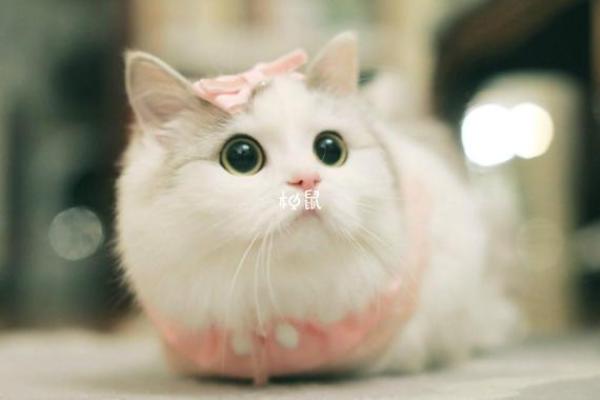 女人梦见猫是好事还是坏事