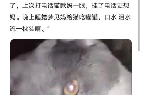 男人梦见猫是什么意思 男人梦见猫是什么意思