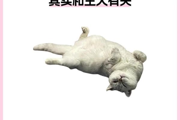 梦见猫什么意思