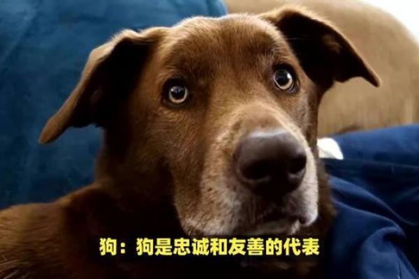 疯疯癫癫打一个生肖(疯疯癫癫打一个生肖动物) 疯疯癫癫打一个生肖(疯疯癫癫打一个生肖动物)